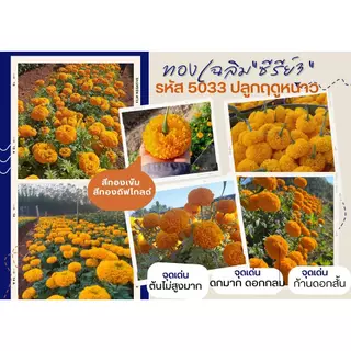 100เมล็ด ซีรี่ 3 สีทองเข้ม ทองเฉลิม ดีฟโกลด์ 5033 ดาวเรืองตัดดอก F1 เมล็ดพันธุ์ดาวเรือง