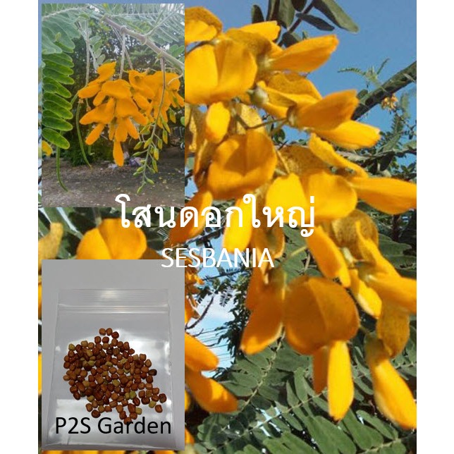 (โปรฯ) เมล็ดพันธุ์ โสนดอกใหญ่ Sesbania กินได้ / 100 เม็ด โสนพันธุ์เกษตร โสนอินเดีย