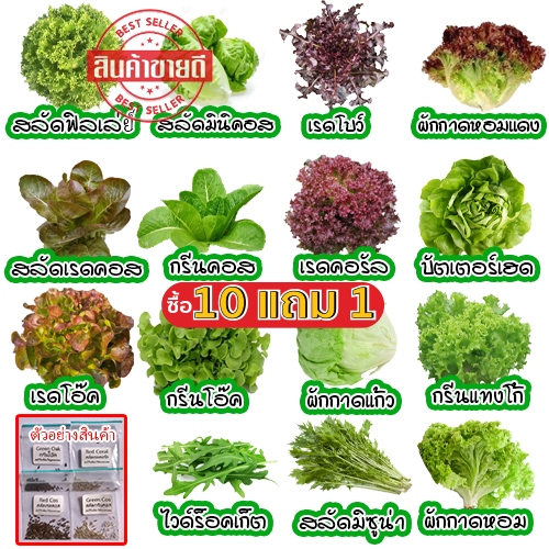 เมล็ดผักอินทรีย์ เมล็ดพันธุ์ผักสลัด เมล็ดผักสลัด 100-200 เมล็ด 10 บาท   [10 แถม 1 คละได้]