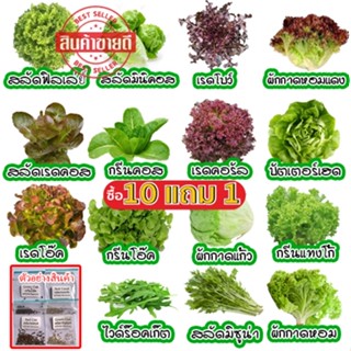 เมล็ดผักอินทรีย์ เมล็ดพันธุ์ผักสลัด เมล็ดผักสลัด 100-200 เมล…