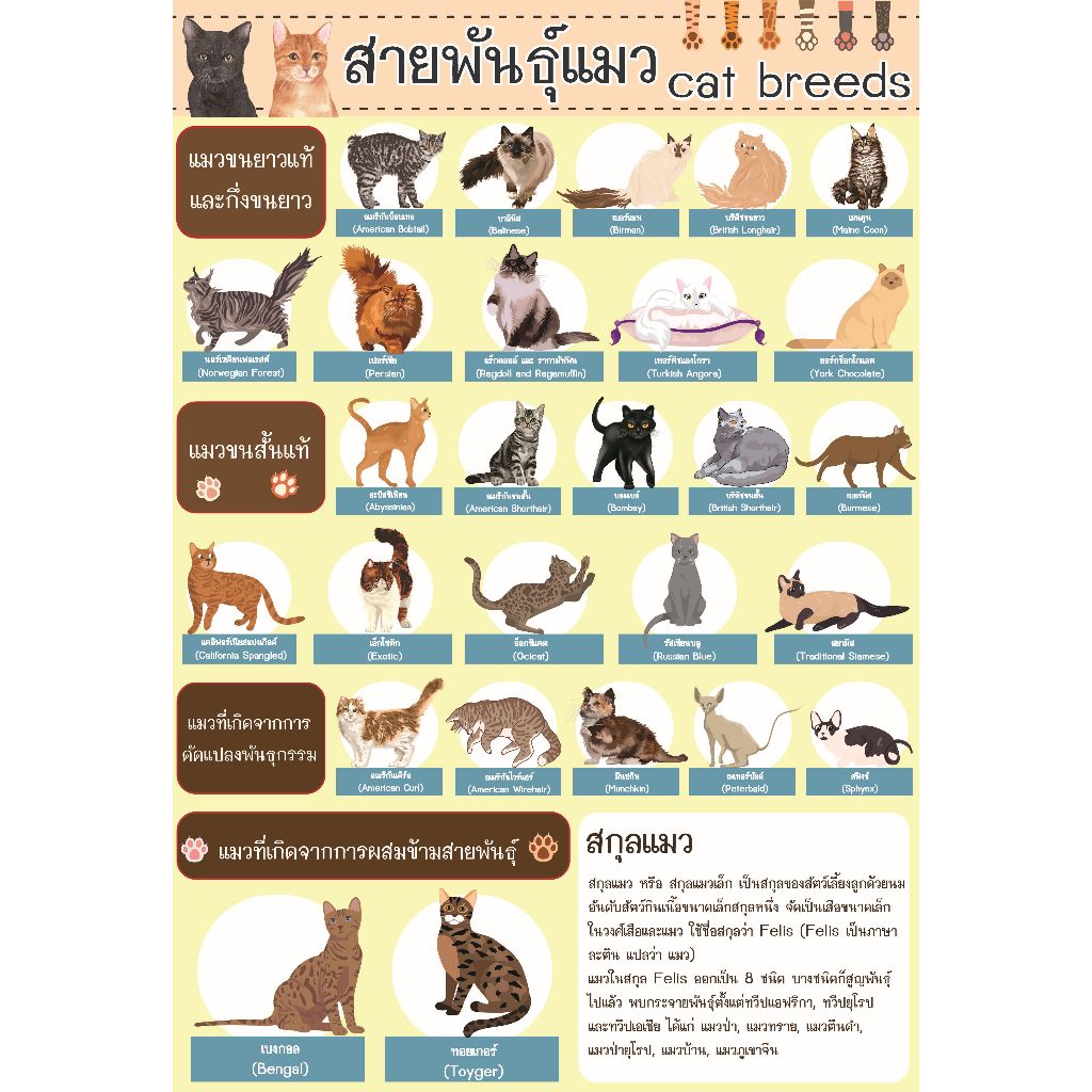โปสเตอร์ สายพันธุ์แมว