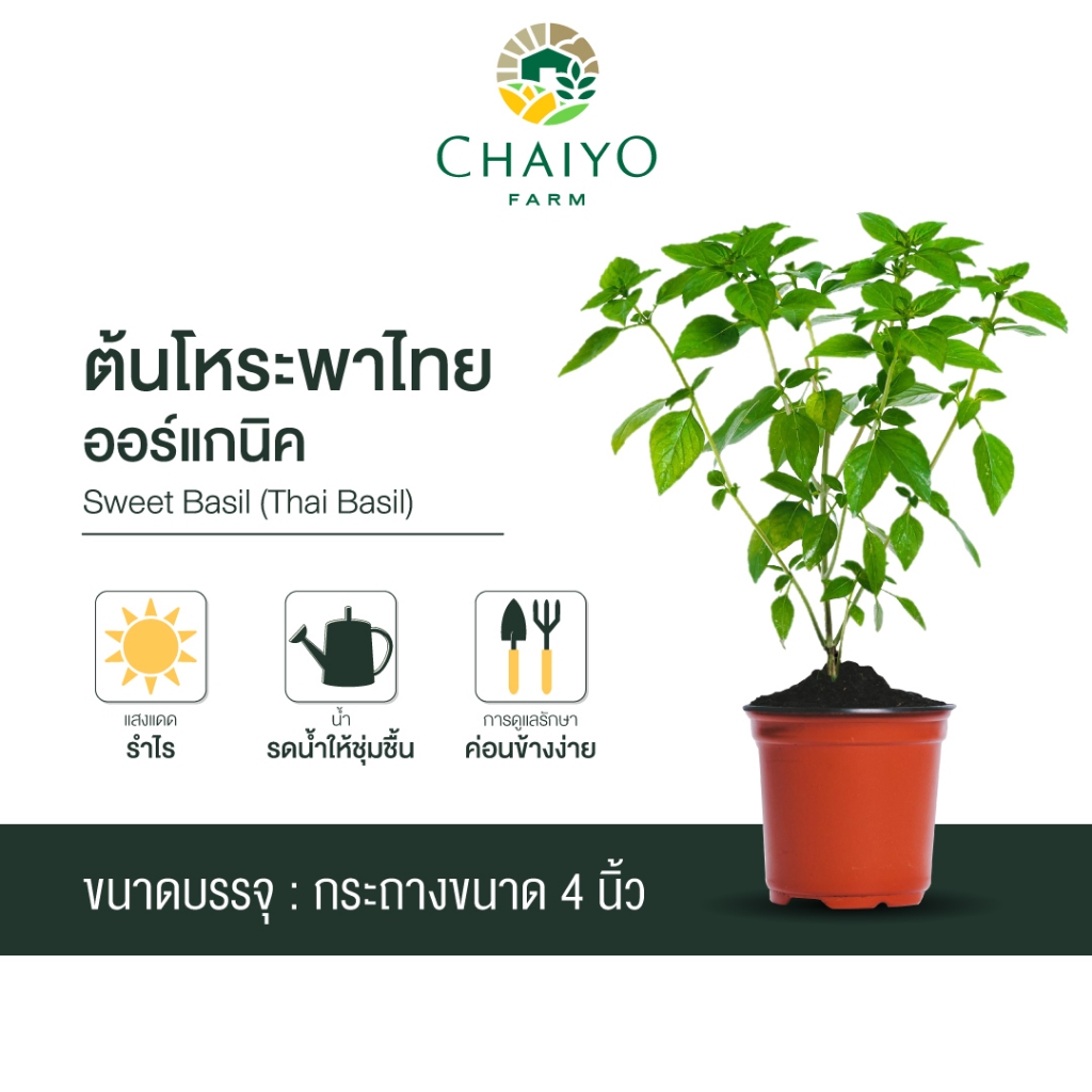 ต้นโหระพาไทย ออร์แกนิค Organic Thai Basil กระถาง 4 นิ้ว และ 6 นิ้ว