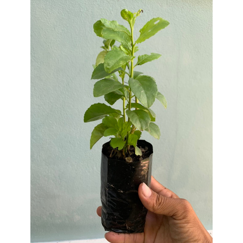 ต้นพันธุ์ใบขลู่เพาะชำกิ่งในถุงดำรากเดินดีพร้อมปลูก ราคา ถูกที่สุด ดีลบีเคเค แกลเลอรีภาพที่ 4