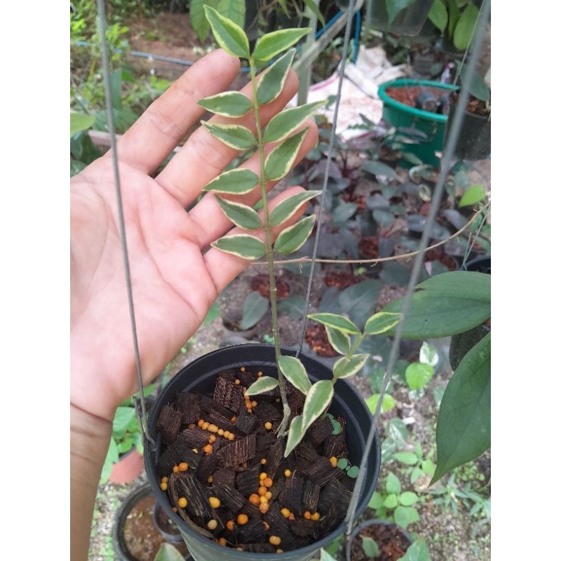 hoya bella albomarginata โฮย่า เบลล่า ด่าง