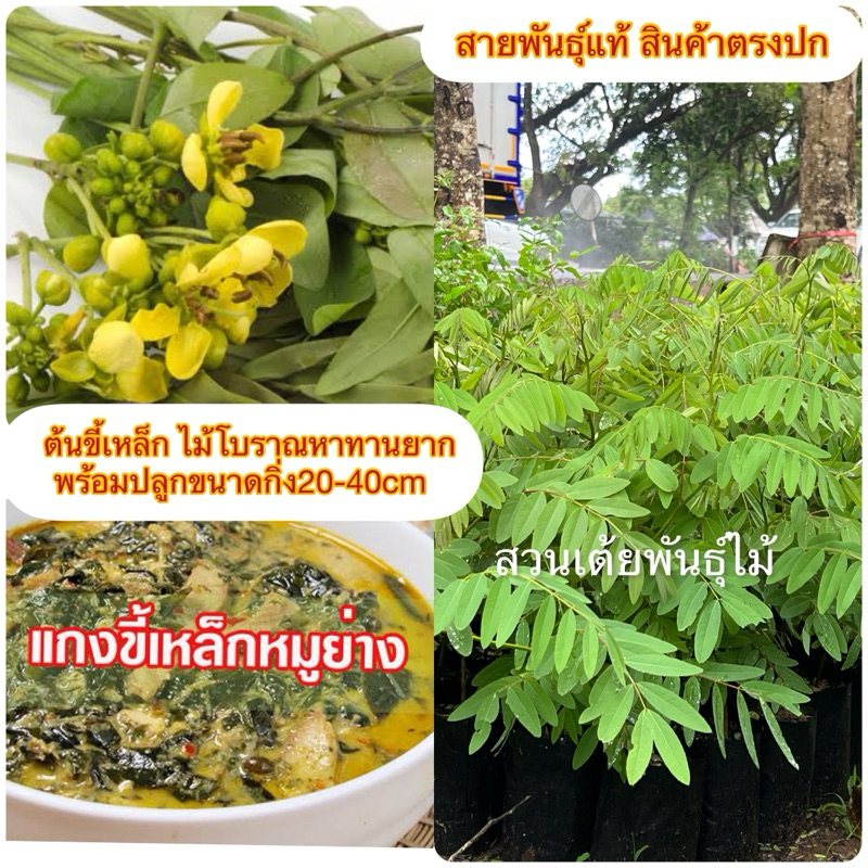 ต้นขี้เหล็กขนาดกิ่ง20-40cm ไม้โบราณหาทานยาก