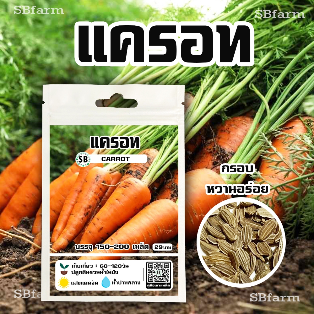 แครอท (Carrot) 150-200เมล็ด/ซอง โปรโมชั่น [ซื้อ 2 แถม 1ซอง]