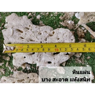 หินแผ่น หินตายหินทะเล มีรูพรุน ขนาด 5"นิ้ว size"L" 1กก,ได้ประมาณ 3 แผ่น ช่วยรักษาระบบนิเวศในตู้