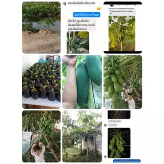 ชุดสุดคุ้มเมล็ดพันธุ์มะละกอ 6 สายพันธุ์ รวม 600 เมล็ด
