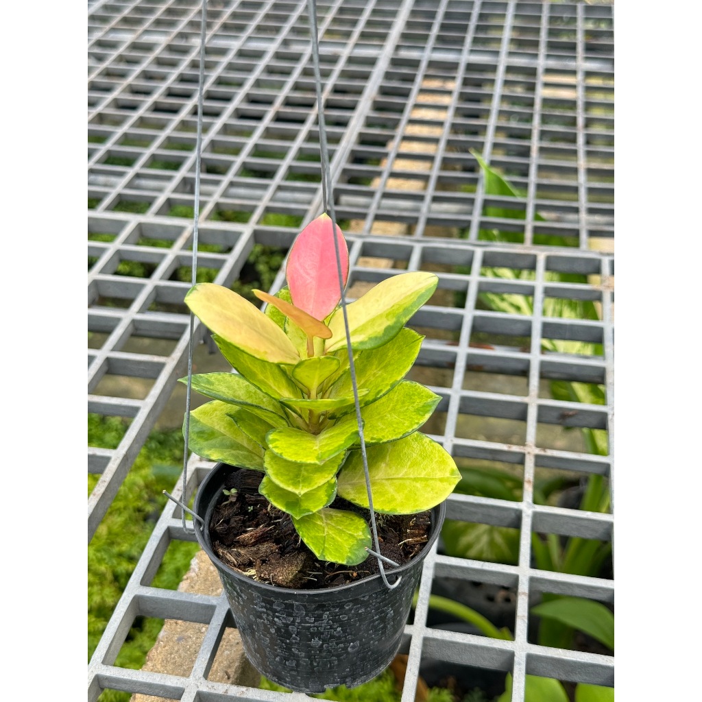 มุมมอง 3