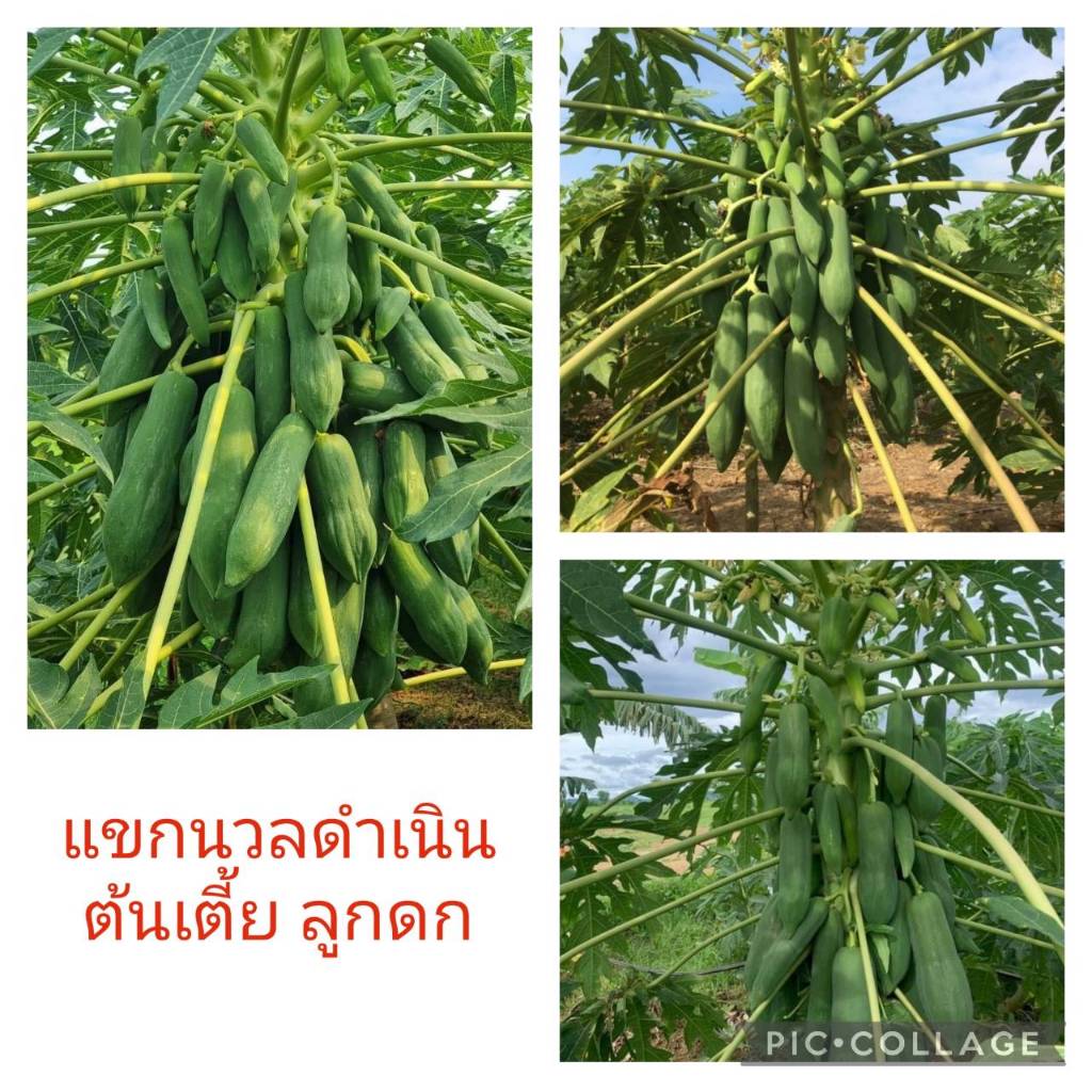 เมล็ดพันธุ์มะละกอ 100 เมล็ด ราคา 25 บาท ร้านนี้ถูกที่สุด!!!