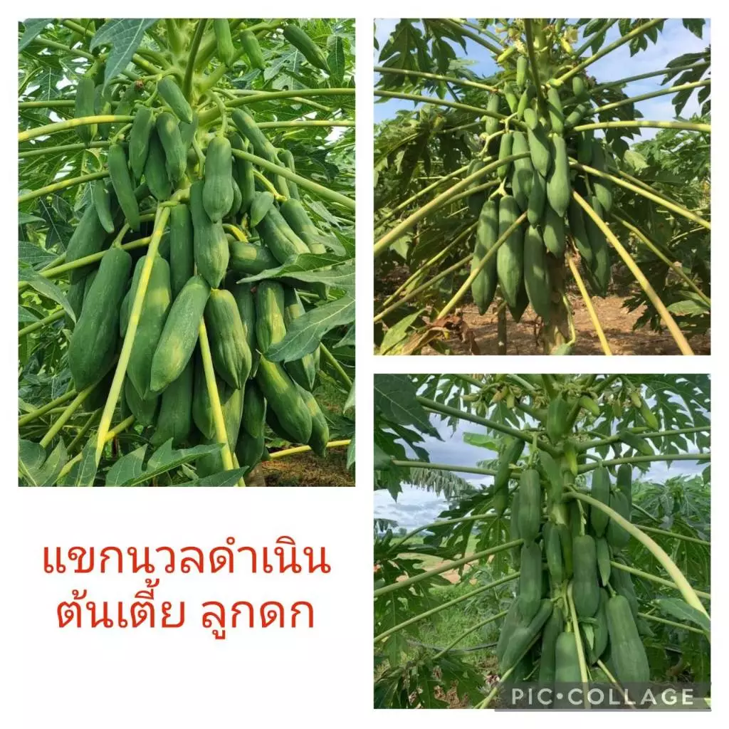 เมล็ดพันธุ์มะละกอ 100 เมล็ด ราคา 25 บาท ร้านนี้ถูกที่สุด!!!