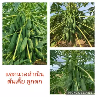 เมล็ดพันธุ์มะละกอ 100 เมล็ด ราคา 25 บาท ร้านนี้ถูกที่สุด!!!