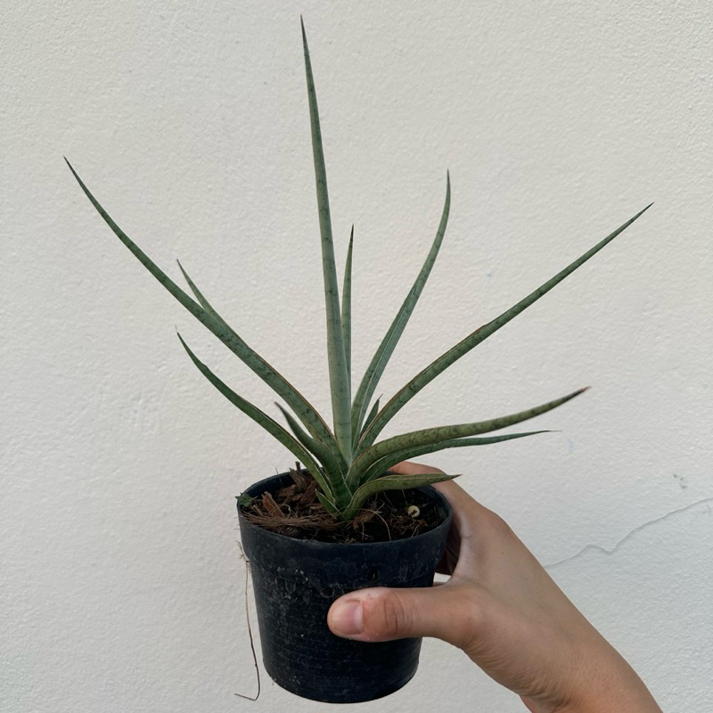 ลิ้นมังกรหางเม่น กระถาง 4” SANSEVIERIA FRANCISII