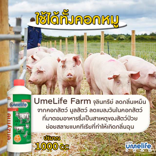 อูเมะไลฟ์ ปศุสัตว์ 1000cc จุลินทรีย์คอกสัตว์ น้ำยาดับกลิ่นเหม็นสัตว์ ลดแมลงวันในคอกสัตว์ คอกวัว.