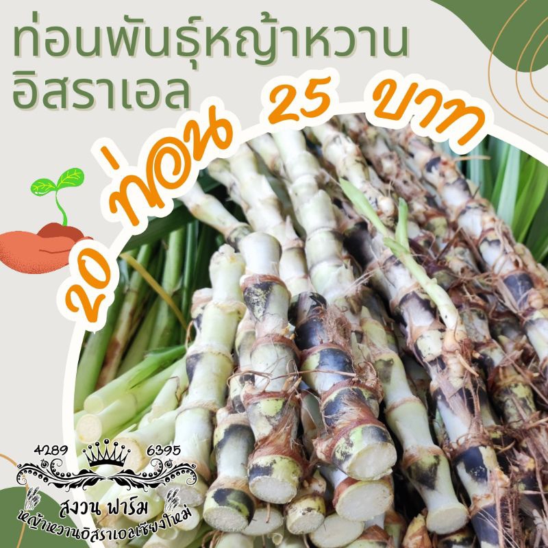 หญ้าหวานอิสราเอล 20 ท่อน แถมฟรี 10 ท่อน