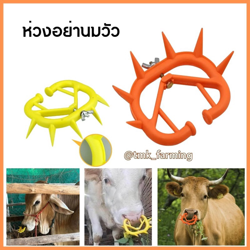 ห่วงอย่านมวัว สีส้ม สีเหลือง ขนาดมาตฐาน ใช้สำหรับหย่านมลูกวัว