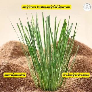 CBRF หญ้ากระต่าย หญ้าทิโมธีอบลมร้อน Super Premium Timothy Grass 1Kg. หญ้าทิมโมธี(กล่องน้ำตาล)