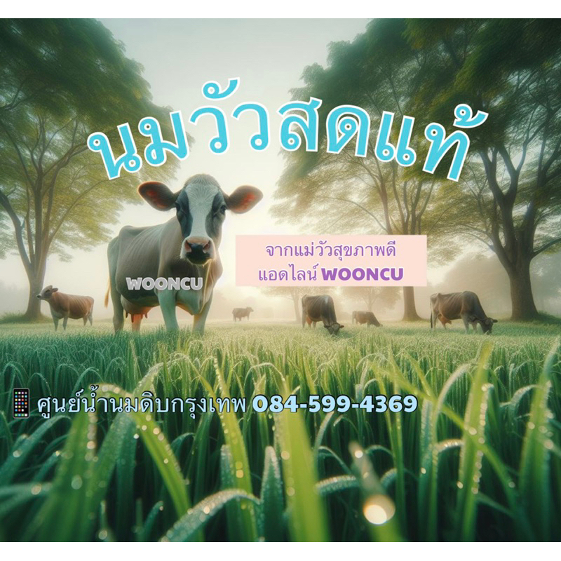 [วุ้นนมสด]นมวัวฟาร์ม น้ำนมดิบ 2.5 ลิตรส่งรถเย็นทั่วไทย(โปรดอ่านรายละเอียด)