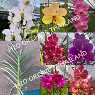 กล้วยไม้ แวนด้าใบร่อง ตัดยอด (ไซส์30-50 CM.) ไม่มีดอก