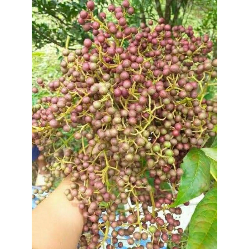 ต้นมะแขว่นซื้อ 1 แถม 1 ส่งเองจากสวน