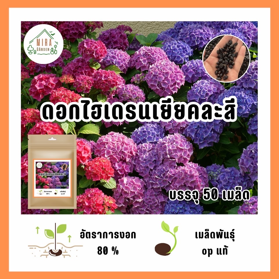 เมล็ดพันธุ์ดอกไฮเดรนเยีย บรรจจุ 50 เมล็ด