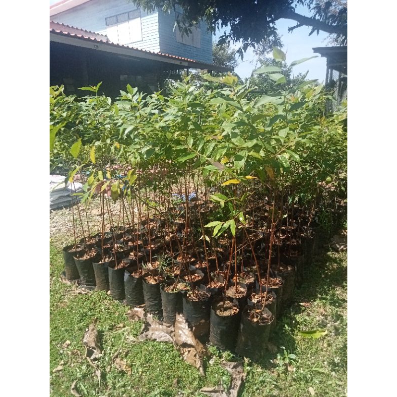 #ต้นยูคาลิปตัสสีรุ้ง อายุ 1 ปี สูง 120 ซม ถุง 8 นิ้ว (1กล่อง/1ต้น)