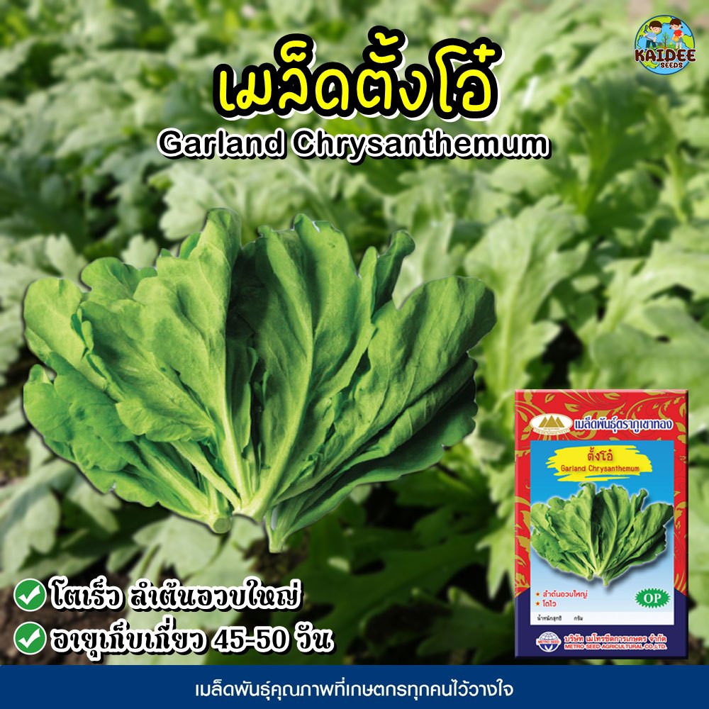 เมล็ดตั้งโอ๋ Garland Chrysanthemum เมล็ดพันธุ์ตั้งโอ๋ ตั้งโอ๋ เมล็ดพันธุ์ผัก เมล็ดผักสวนครัว ตราภูเขาทอง