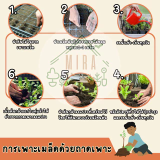 เมล็ดพันธุ์ ดอกเดซี่แอฟริกัน150 เมล็ด