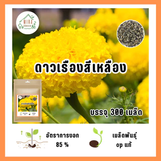 เมล็ดพันธุ์ดอกดาวเรืองเหลือง300เมล็ด เมล็ดพันธุ์OPแท้