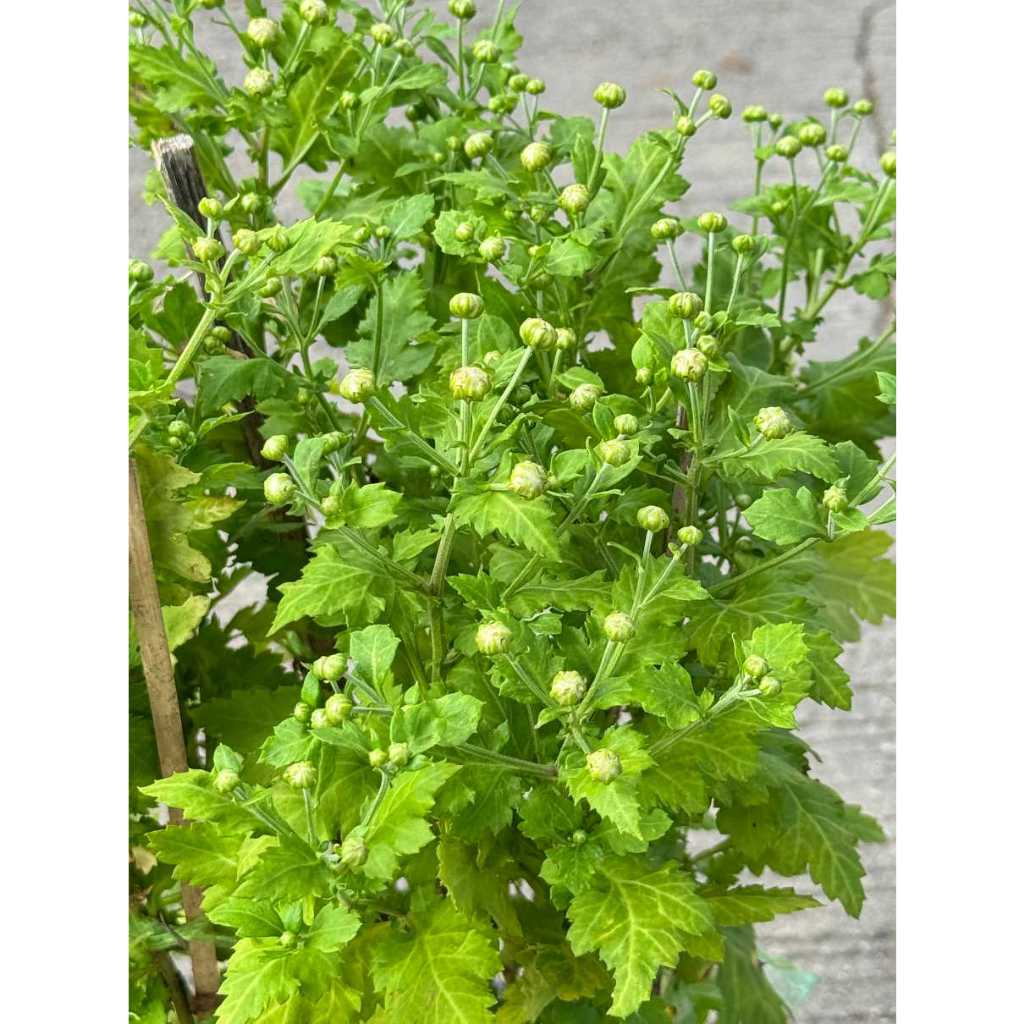 มุมมอง 5