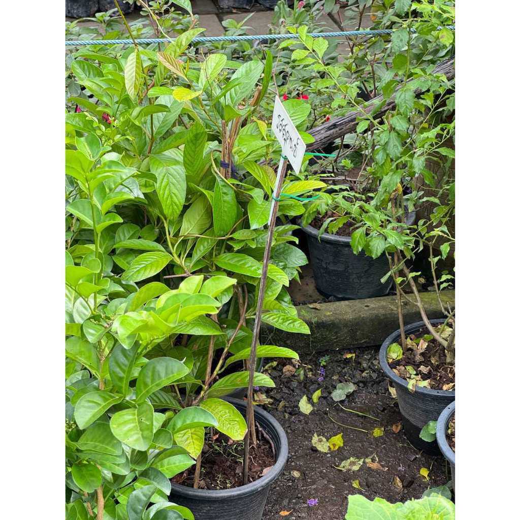 มุมมอง 7