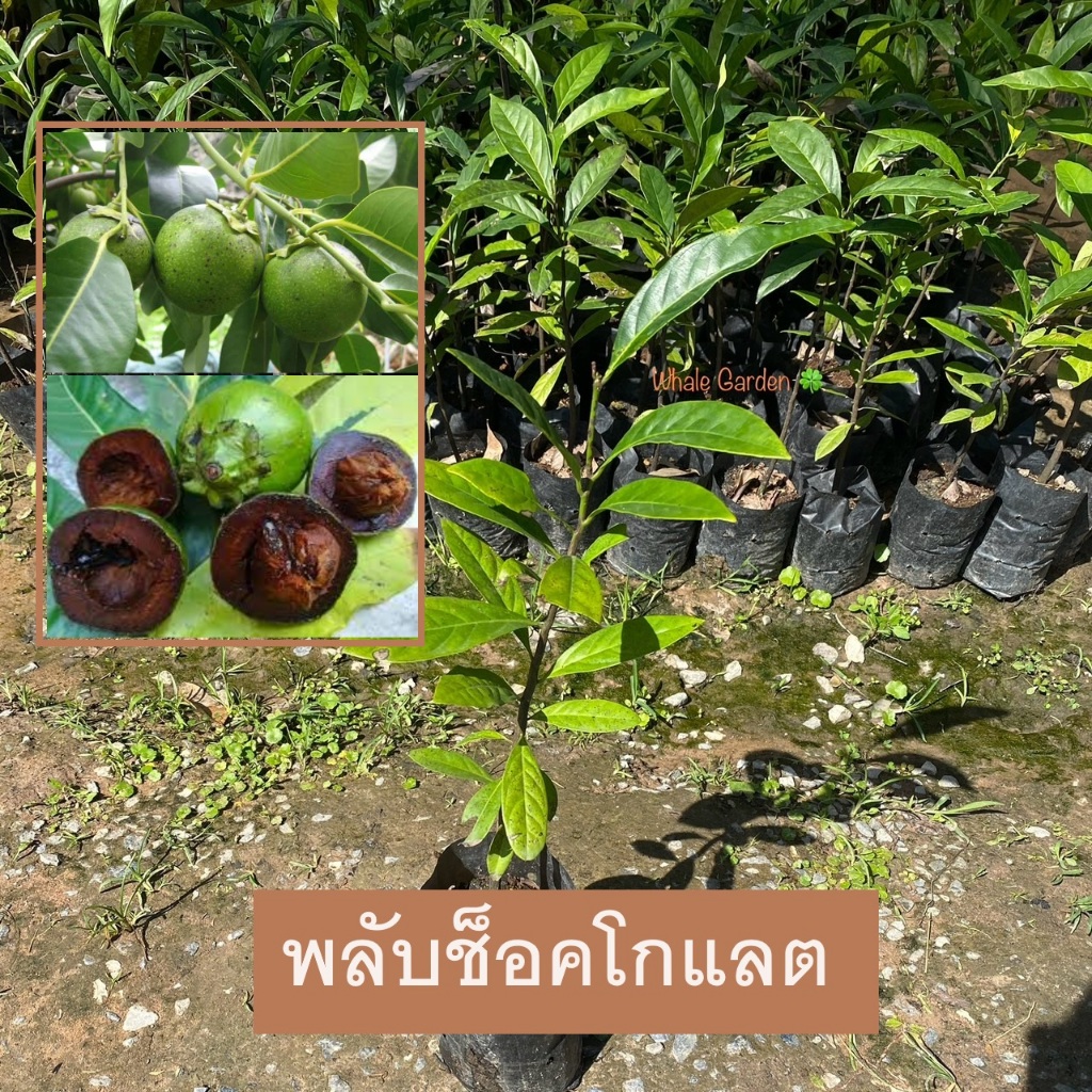 ต้นพลับช็อคโกแลต พลับช็อคโกแลต (Chocolate Pudding) ไม้ผล กินได้ (รับประกัน ส่งใหม่ฟรี หากสินค้าเเสียหาย!!)