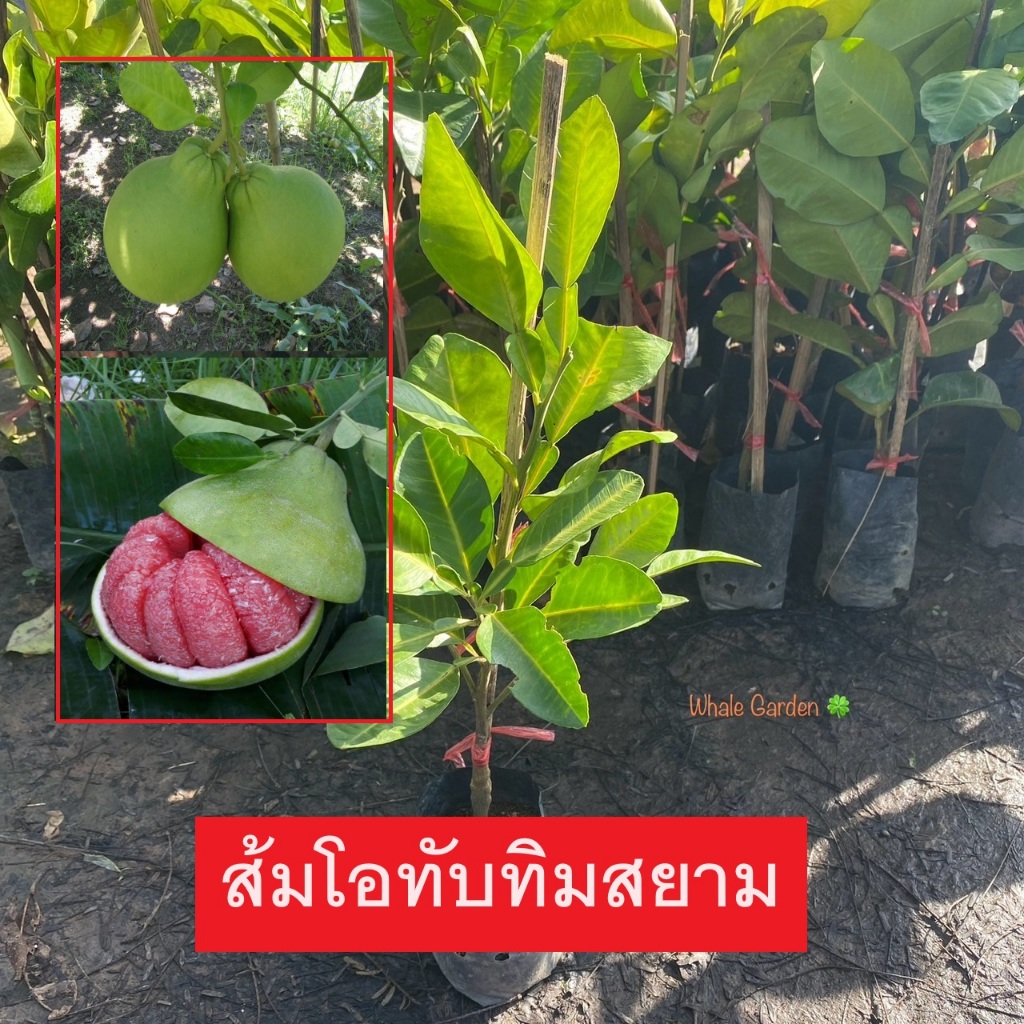 ต้นส้มโอ ส้มโอทับทิมสยาม Pomelo (เสียบยอด) พันธุ์เเท้ ออกผลเร็วขขนาดจริงตามรูป ขายราคาถูก (รับประกันสินค้า)