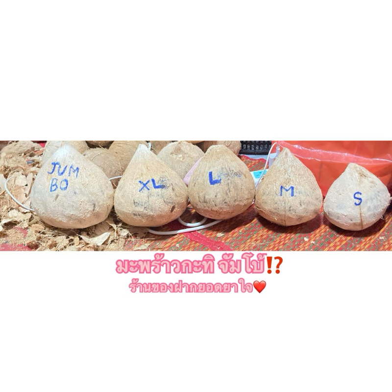 มะพร้าวกะทิจัมโบ้!!! ร้านของฝากยอดยาใจ❤️ สด ๆ จากสวนอัมพวา 🌴