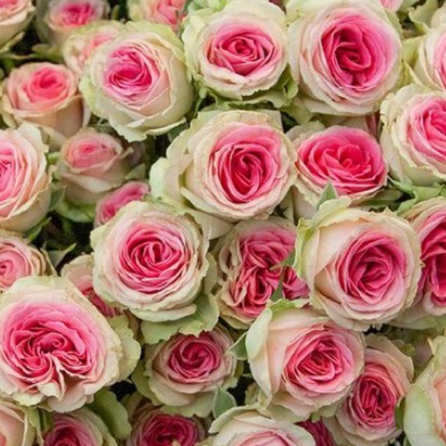 กุหลาบ ไอศครีม  Gelato Rose เจลลาโต้ (ส่งติดตูมดอก) ดอกสีชมพูหวานๆ แบบถุง 8 นิ้ว ต้นไม้ ไอศกรีม