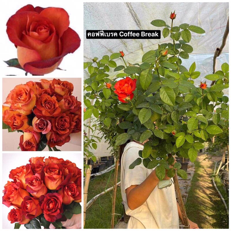 กุหลาบ-ทรีโรสคอฟฟี่เบรค Tree Rose Coffee Break