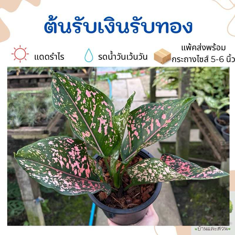 ต้นรับเงินรับทอง อโกลนีมา ใบเขียวลายจุดสีชมพู จัดส่งพร้อมกระถางไซส์ 5-6 นิ้ว