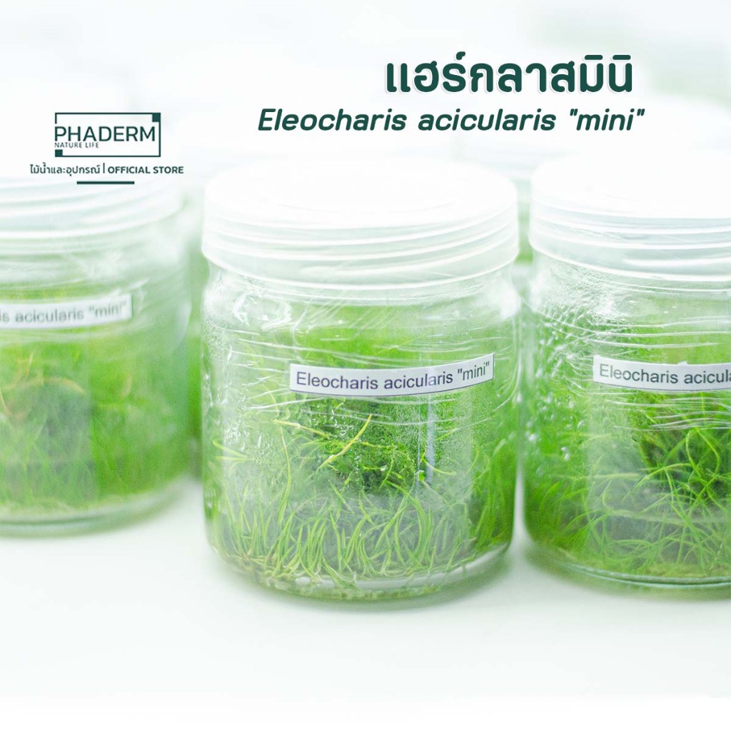 แฮร์กลาสมินิ (Eleocharis acicularis) ไม้เนื้อเยื่อ ปราศจากเชื้อ พร้อมส่ง