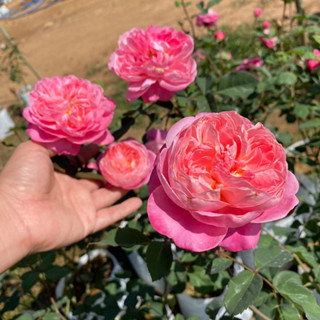 F418 กุหลาบ Yume Akari ยูเมะ อาการิ กลิ่นหอม ถุงใหญ่พร้อมส่ง