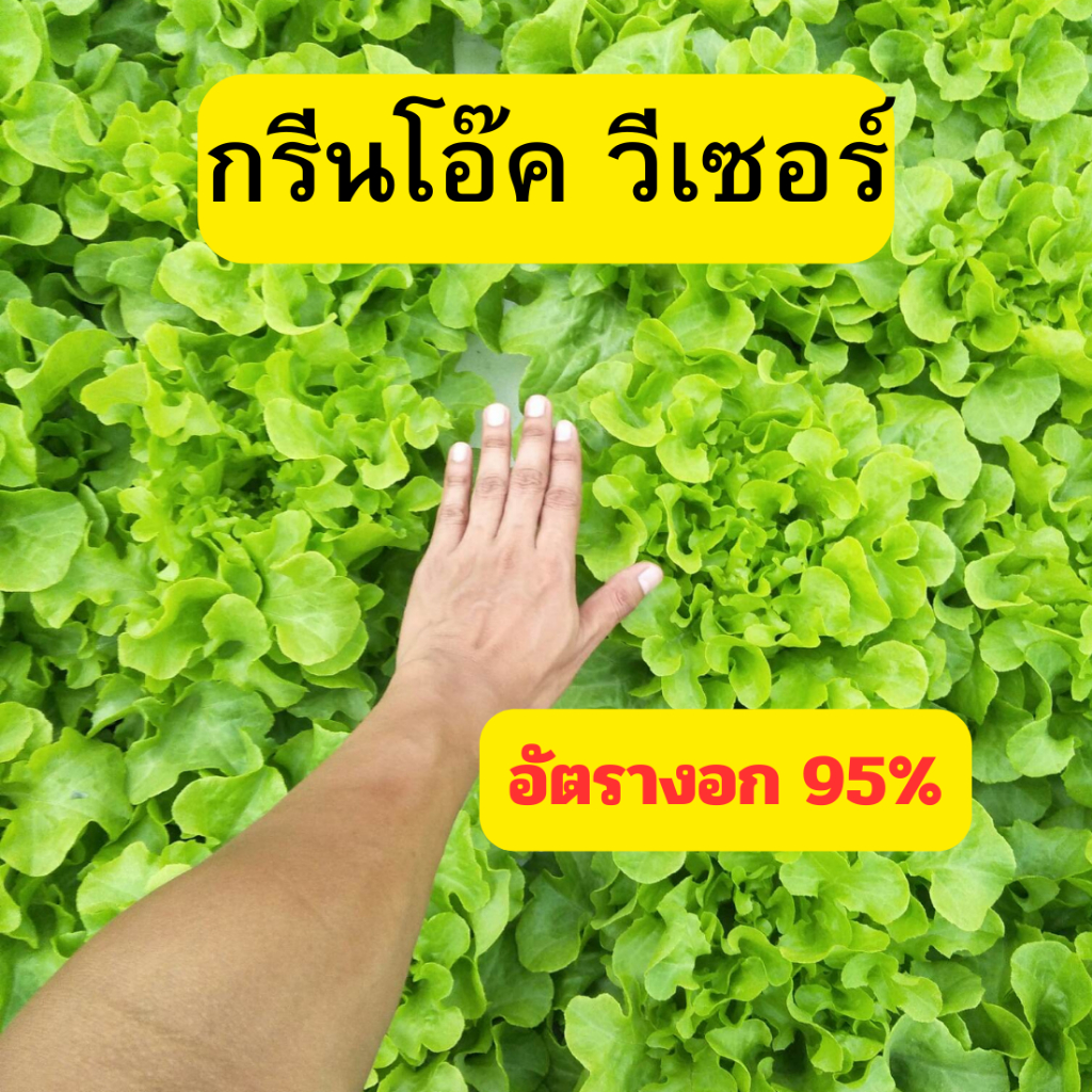 กรีนโอ๊ค วีเซอร์ 100 เมล็ด อัตรางอก 95%