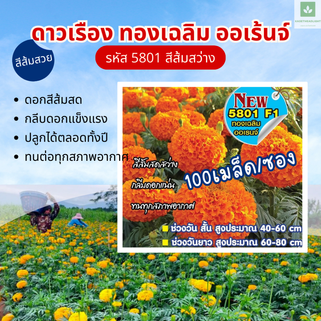 100เมล็ด สีส้ม ไบรท์ออเร้นจ์ ทองเฉลิม โกลด์ ดาวเรืองตัดดอก 5801 F1🧡