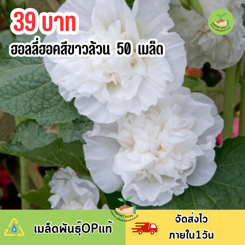 เมล็ดพันธุ์ ดอกฮอลลี่ฮอคสีขาวล้วน (ดอกซ้อน) บรรจุ 50 เมล็ด