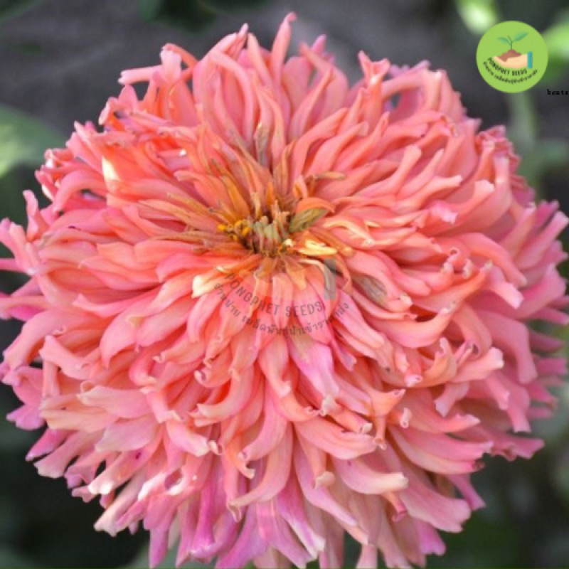 เมล็ดพันธุ์ดอกบานชื่นแคตตัส คละสี บรรจุ 100 เมล็ด