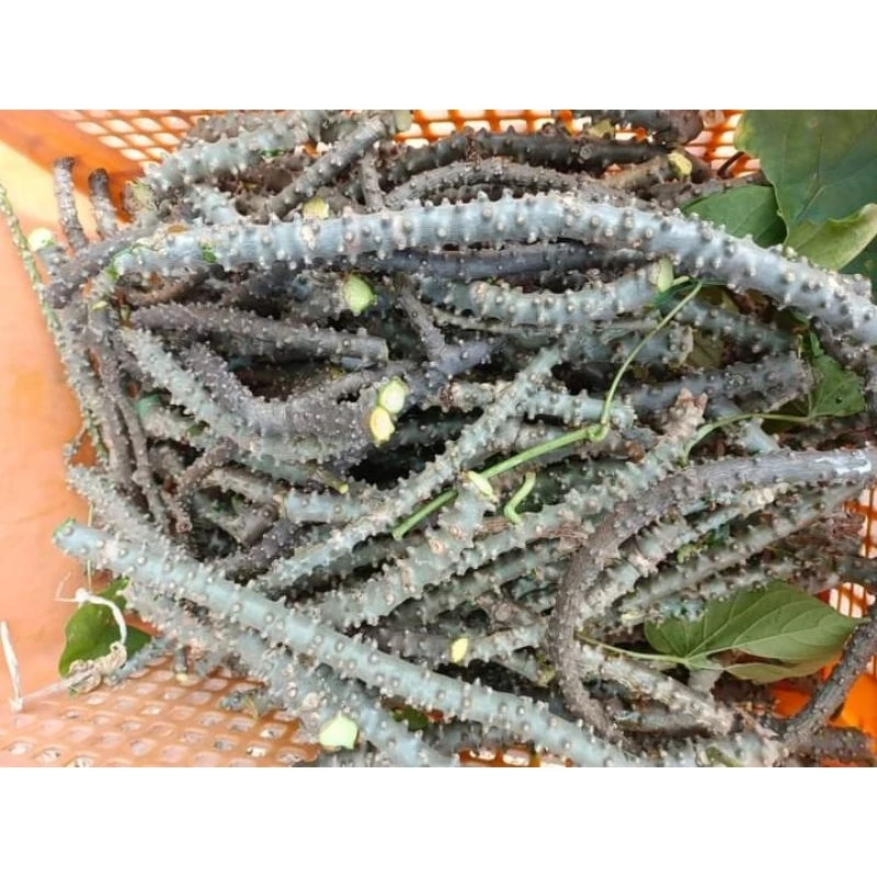 บอระเพ็ดสด อินทรีย์ 1 กิโล 59 บาท