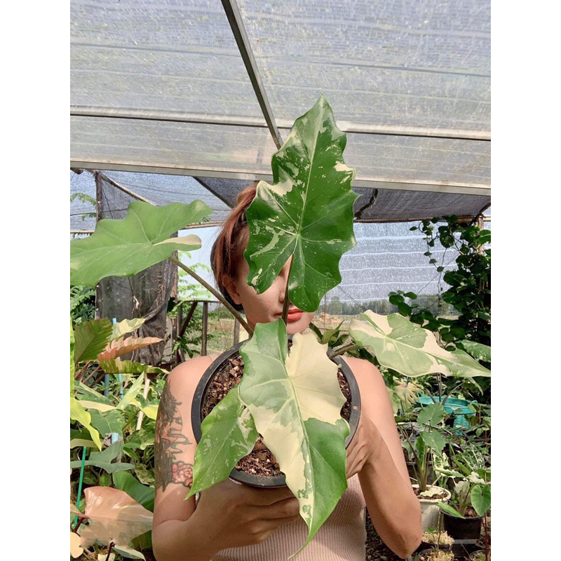 โปโตร่าpotolaไม้หน่อด่างสวย ต้นใหญ่