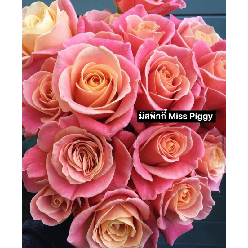 กุหลาบ-มิสพิกกี้ Miss Piggy