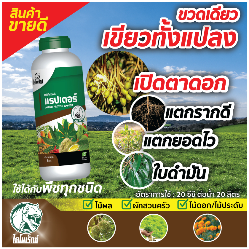 อาหารพืชทางใบ [อะมิโนโปรตีนแรปเตอร์] ตราไดโนเร็กซ์ ต้นข้าวรวงเต็ม เมล็ดเต็ม ใบเขียว กอใหญ่ น้ำหนักดี ชนิดน้ำ