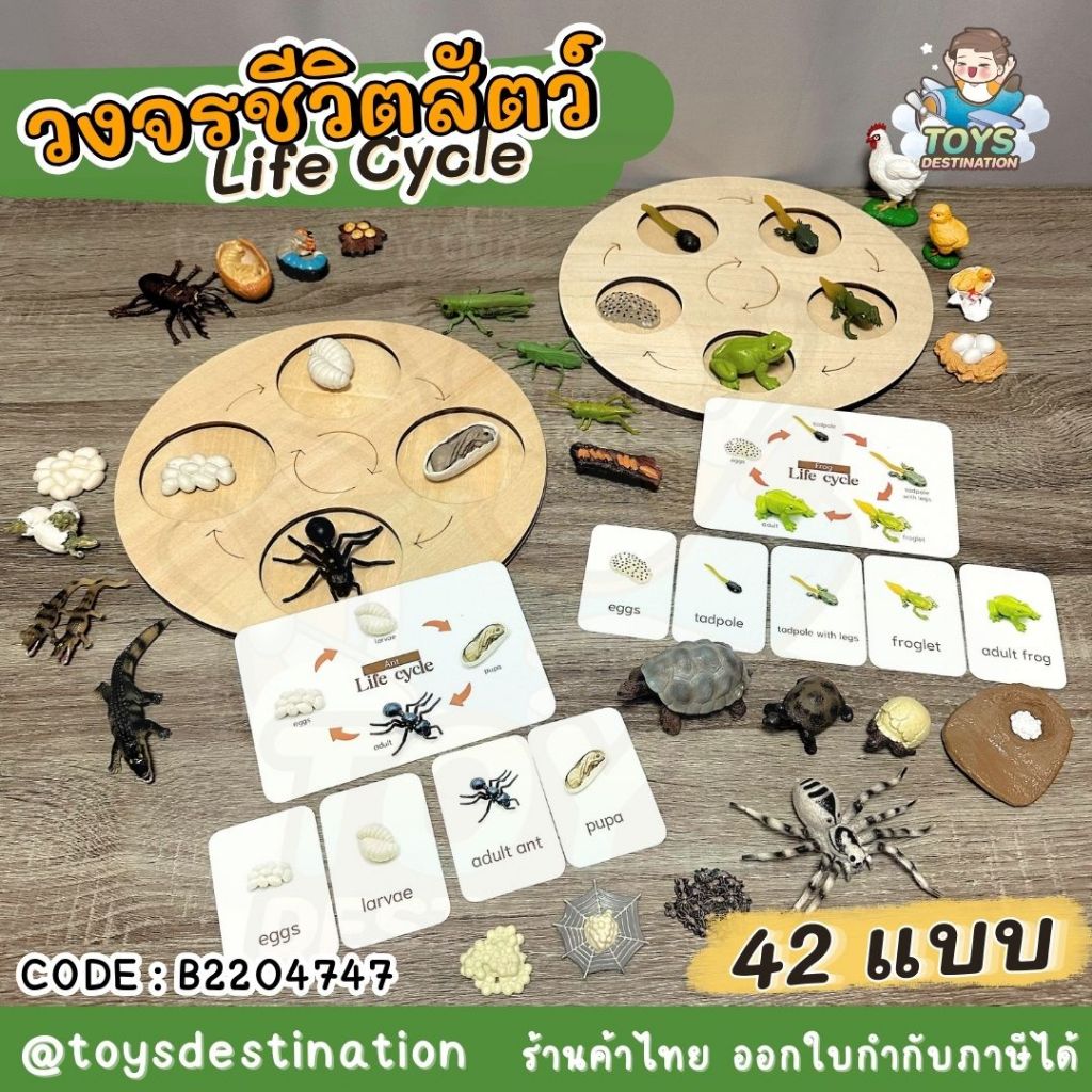 ✅พร้อมส่งในไทย✅ งานเป๊ะ !! มีการ์ด!! มี 42 แบบ โมเดลสัตว์ วงจรชีวิตสัตว์ animals life cycle  B2204747