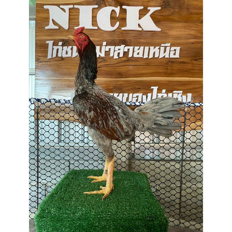 ไข่ไก่ชนพม่า ไข่เชื้อ ขายเป็นชุดเฉลี่ยฟองละ65฿”พ่อพันธุ์เจ้าบรอนเงิน”