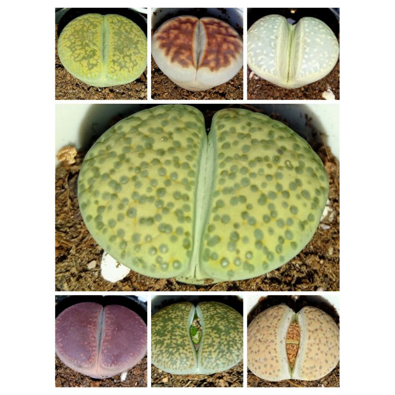 Lithop full color.ไลทอปรวมสีรวมสายพันธุ์ส่งทั้งกนะถางมีรากแล้วแข็งแรงทุกต้นทักมาดูต้นก่อนได้ยินดีบริการ